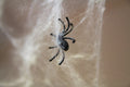 Stretch Cobweb Kit with 20 Spiders
