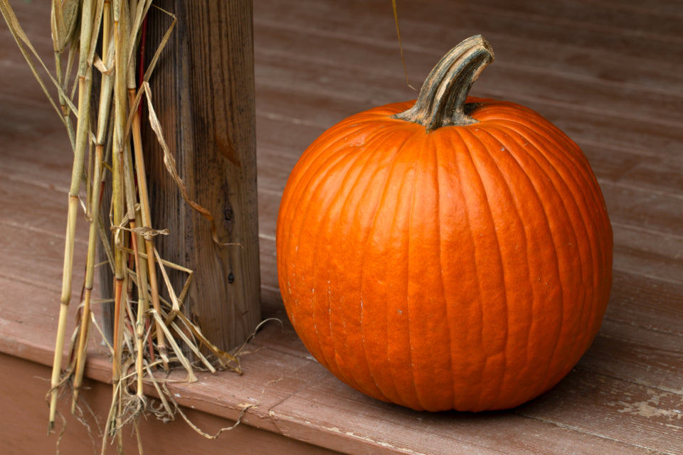 Front Step Pumpkin, Faux 12 in.